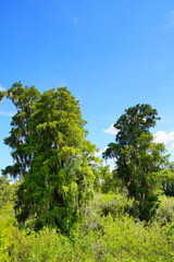 Landscape of Hillsborough river at Lettuce lake park