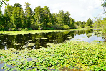 Fototapeta premium Landscape of Hillsborough river at Lettuce lake park