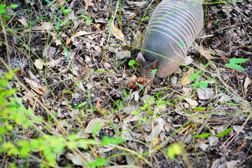 Armadillo is looking for food in grass	