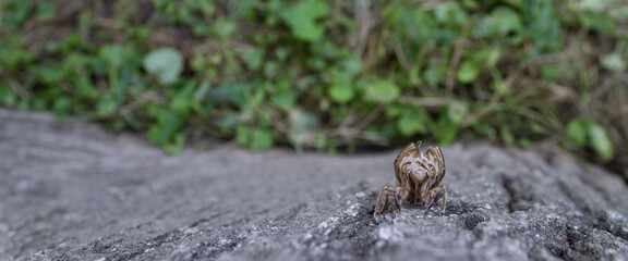 Cicada skin climbing tree