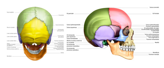 Diagram of a human skull in multicolored parts on a white background. Vector 3D illustration