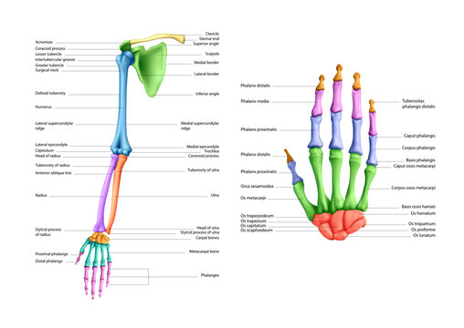 Diagram of the structure of the bones of a human hand on a white background. Vector 3D illustration