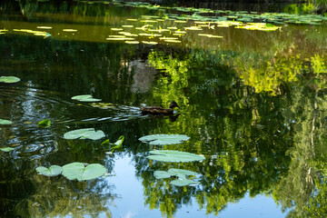 Pond with a floating duck
