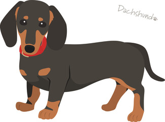 ダックスフント_ブラックタン _ベクターイラスト