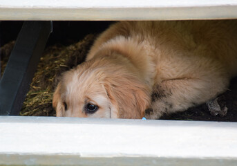 Sad golden retriever puppy hiding lying under backyard deck steps