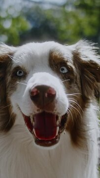 a close up of a blue eyed Australian sheepdog