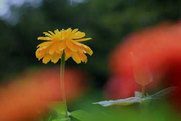 ヒャクニチソウの花の接写