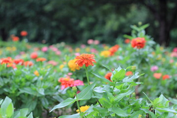 ヒャクニチソウの花の接写