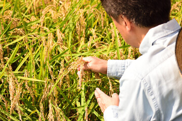 田　稲穂　米　収穫時期　シニア男性　労働