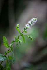 mint flowers