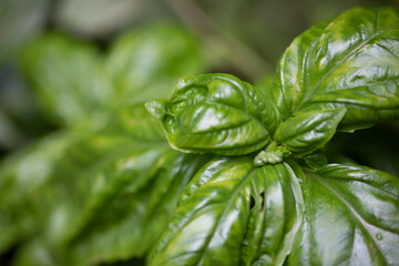 close up of basil plant