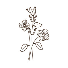 garden flowers and pistils