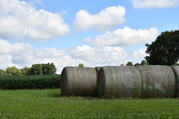 Hay Bales by a Soybean Field