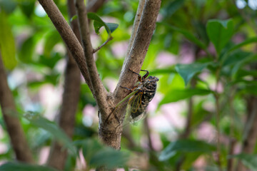 緑の森の中で鳴くセミ