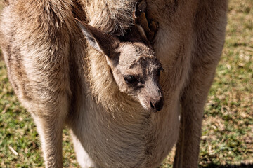 Baby wallaby or kangaroo joey in his mothers pouch looking out at the world.