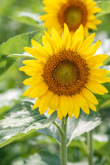 Fototapeta premium 夏の午後のヒマワリ畑