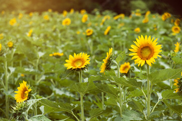 夏の午後のヒマワリ畑
