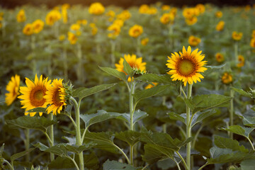 夏の午後のヒマワリ畑