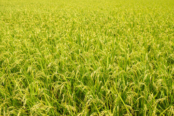 稲穂が実りはじめた夏の田んぼ