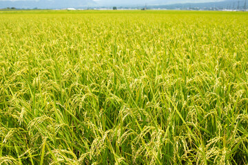 稲穂が実りはじめた夏の田んぼ