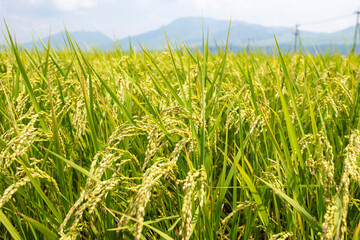 稲穂が実りはじめた夏の田んぼ