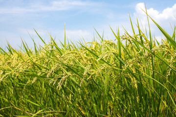 稲穂が実りはじめた夏の田んぼ
