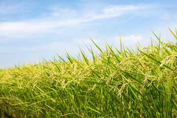稲穂が実りはじめた夏の田んぼ