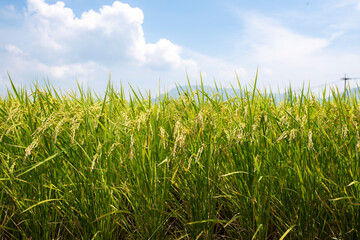 稲穂が実りはじめた夏の田んぼ