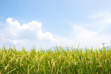 稲穂が実りはじめた夏の田んぼ