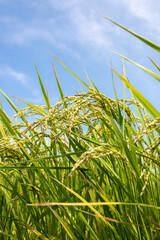 Naklejka premium 実りはじめた稲穂のクローズアップ