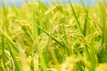 実りはじめた稲穂のクローズアップ