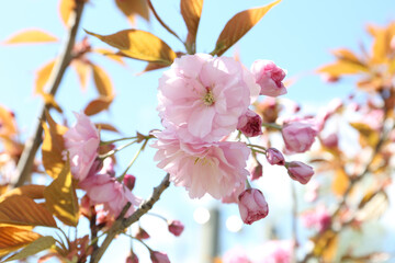 Obraz premium Closeup view of sakura tree with beautiful blossom outdoors. Japanese cherry
