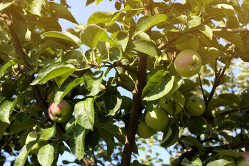 Apple tree with fresh and ripe fruits on sunny day