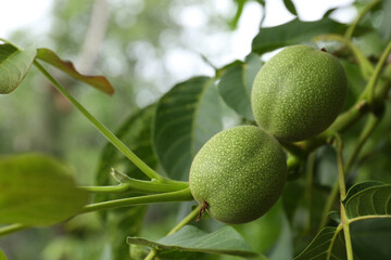 Green unripe walnuts on tree branch, closeup