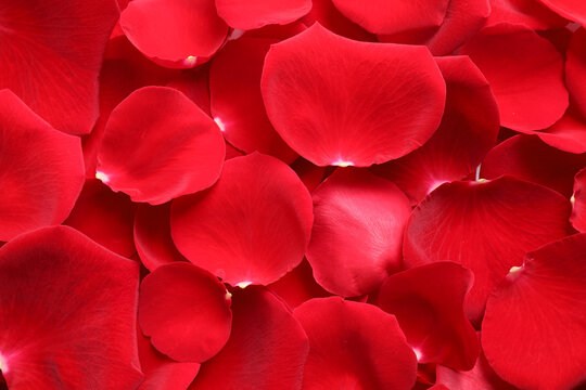 Fresh red rose petals as background, closeup