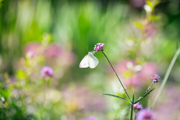 Butterfly sitting on flower and drinking nectar in spring or summer fabulous blooming green garden on mysterious fairy tale springtime floral sunny background with sun light, beautiful macro nature.