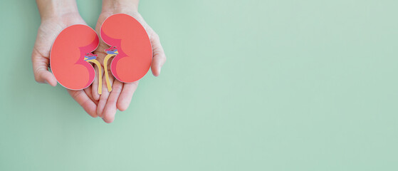 Hands holding kidney shaped paper, world kidney day, Organ Donor Day, Chronic kidney disease concept - 524952444