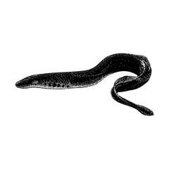 Lamprey hand drawing vector illustration isolated on background