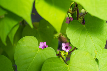 緑の葉陰でかわいいピンクの花を咲かせるホシアサガオ