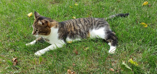 cat on the grass