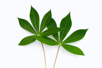 Cassava leaves on white background.