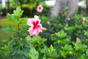 Blossom of pink hibiscus flower on tree