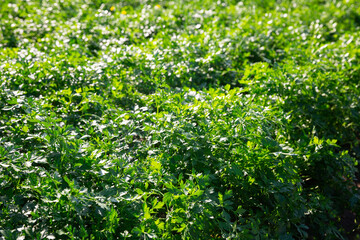 Closeup of fresh young parsley growing on farm field on sunny summer day