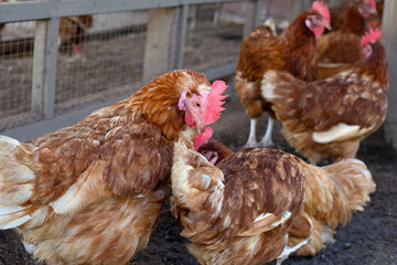 Hens in the chicken farm. Organic poultry house.