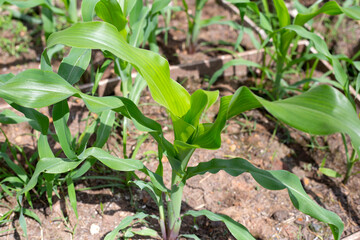 Field of young green corn plants