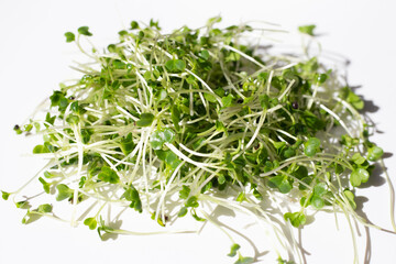 Organic kale sprouts. Healthiest vegetables concept