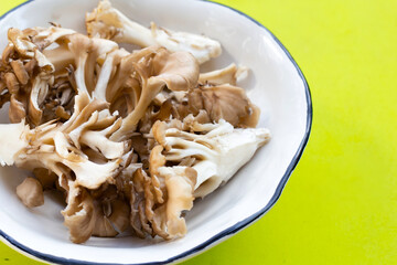 Maitake (Grifola frondose) mushroom on green background
