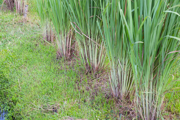 Lemongrass clump in the garden