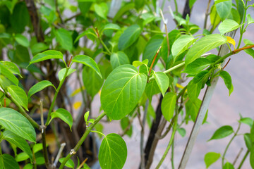 Fototapeta premium Gurmar medicinal plant, Fresh leaves of herb