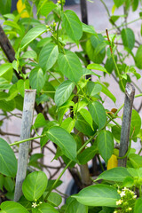 Gurmar medicinal plant, Fresh leaves of herb